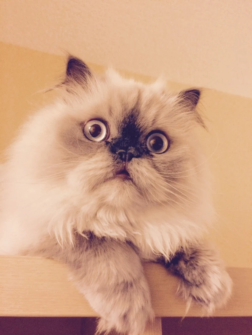thepersiancats