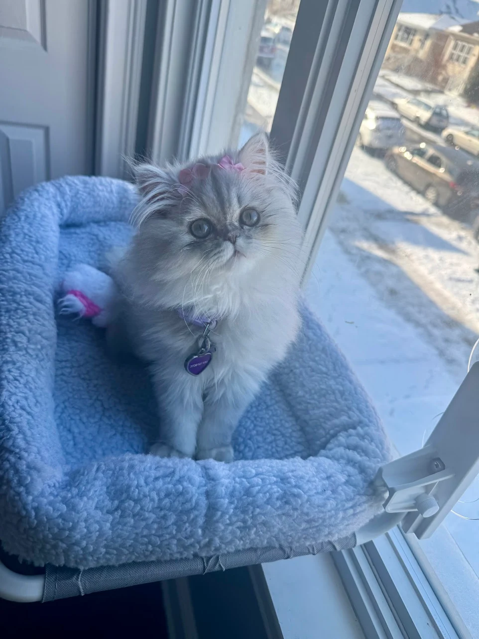 thepersiancats