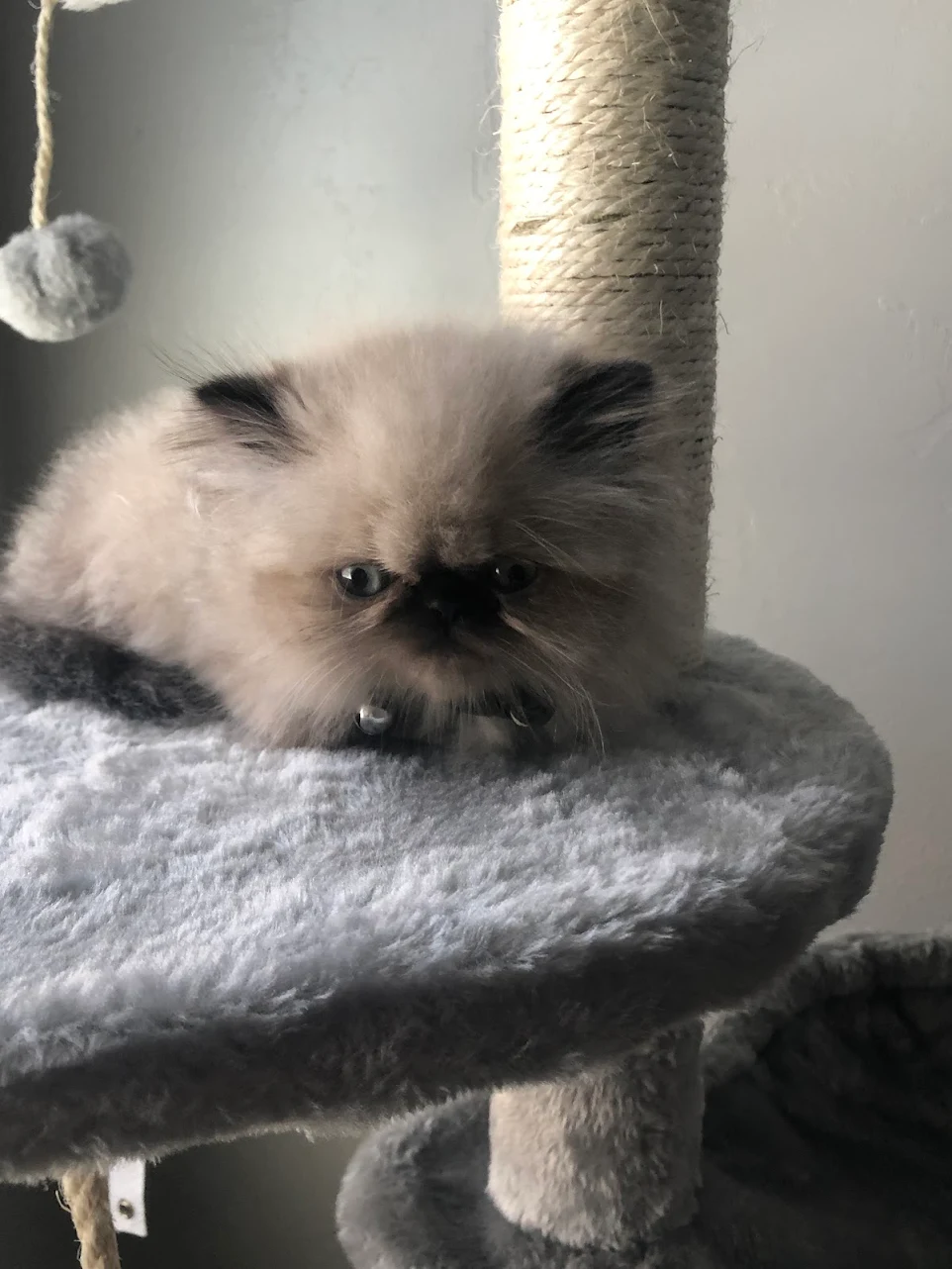 thepersiancats