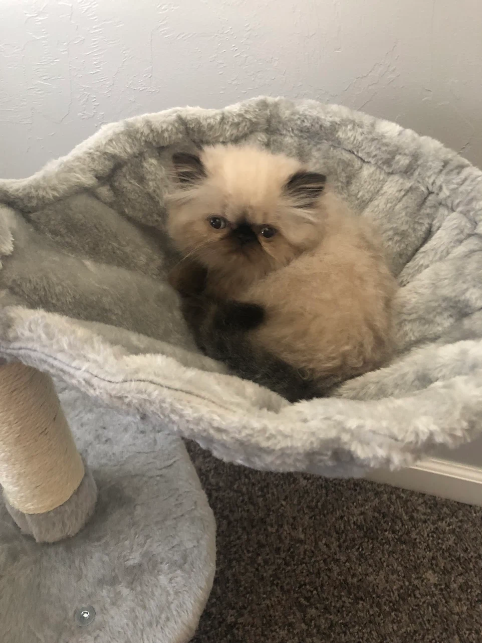 thepersiancats