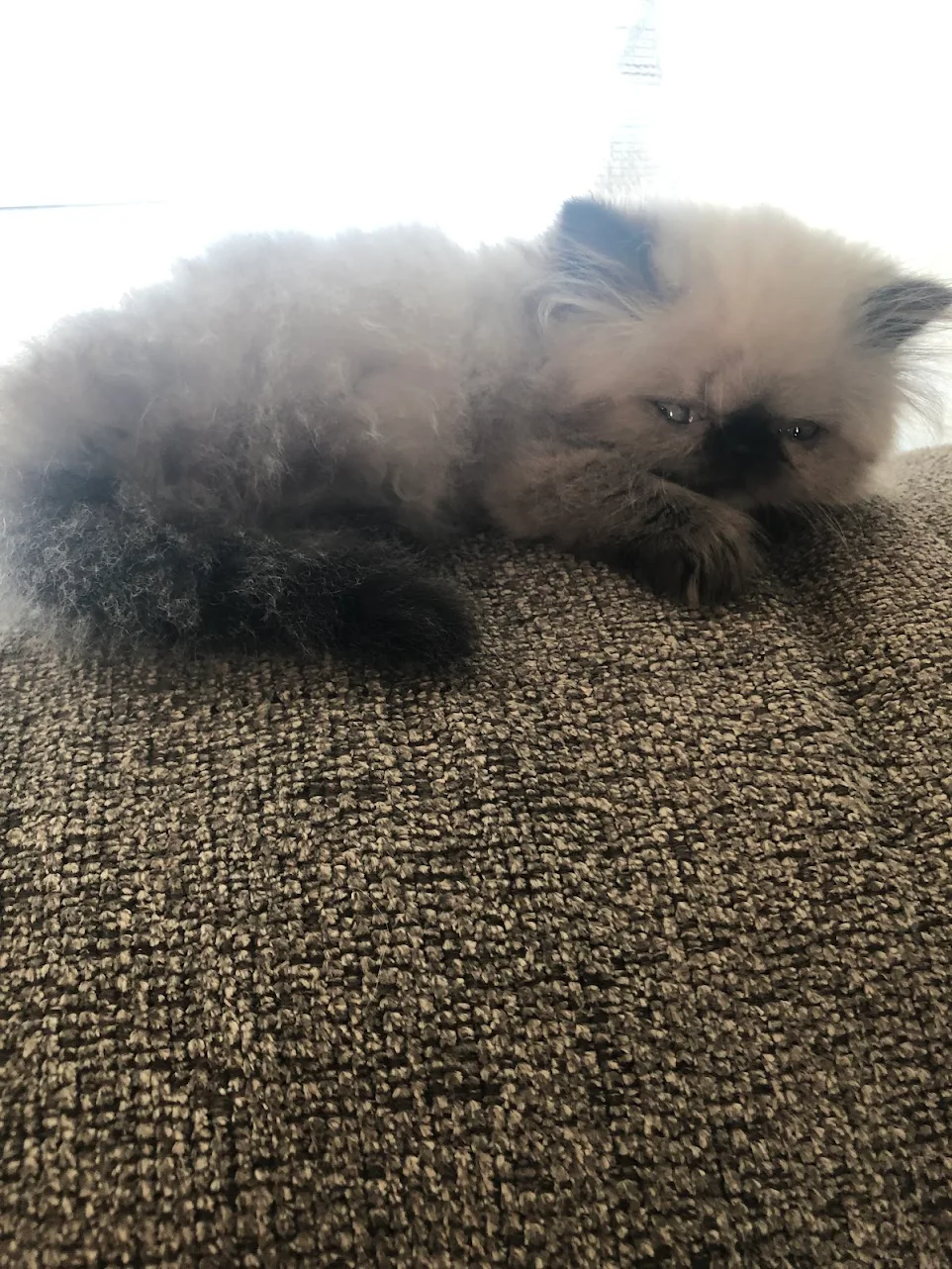thepersiancats