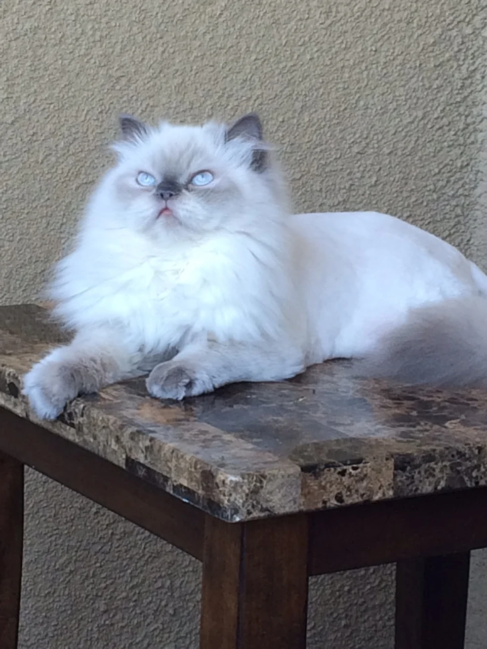 thepersiancats