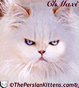 thepersiancats