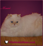 thepersiancats