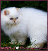 thepersiancats