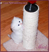 thepersiancats