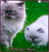 thepersiancats