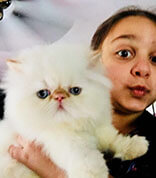thepersiancats