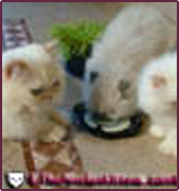 thepersiancats