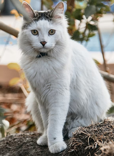 thepersiancats