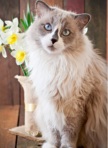 thepersiancats