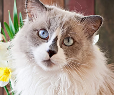 thepersiancats