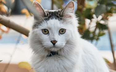 thepersiancats