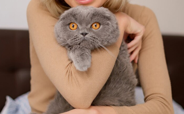 thepersiancats
