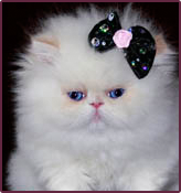 thepersiancats