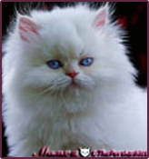 thepersiancats