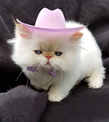 thepersiancats