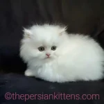 Why Persian Cats Make Wonderful Family Companions