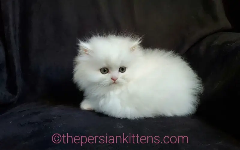 Why Persian Cats Make Wonderful Family Companions