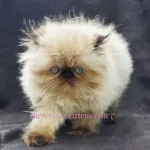 Persian Kitten Care Guide: Grooming, Feeding and Everyday Needs