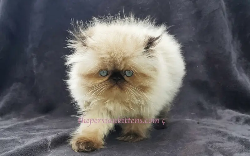 Persian Kitten Care Guide: Grooming, Feeding and Everyday Needs