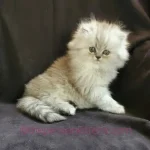 How to Choose the Right Persian Kitten for Your Family