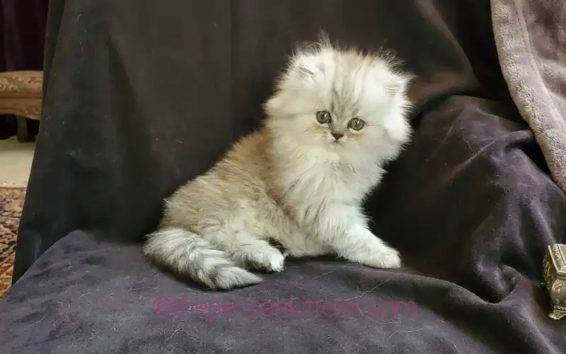How to Choose the Right Persian Kitten for Your Family